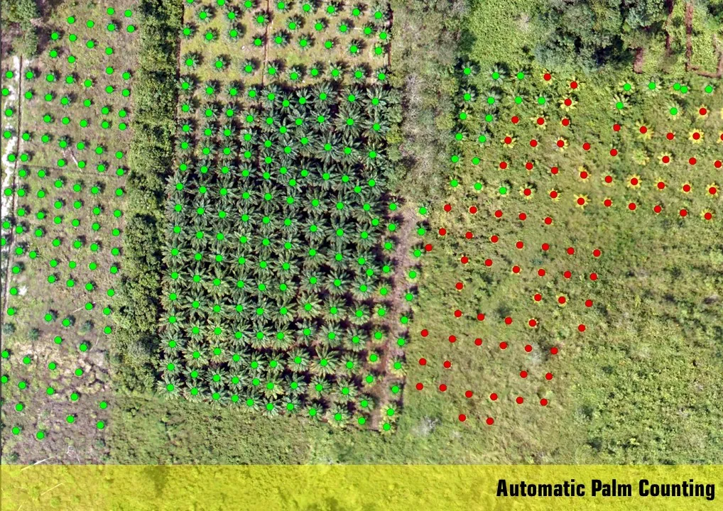 Automatic Palm Counting